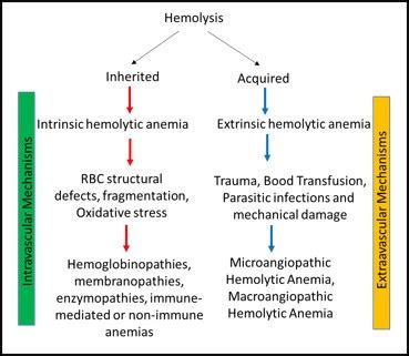 slight hemolysis|Hemolysis: Types, causes, and treatments .